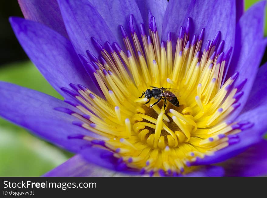 Lotus flower with bee