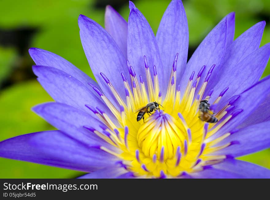 Lotus flower with bee and Lotus flower plants