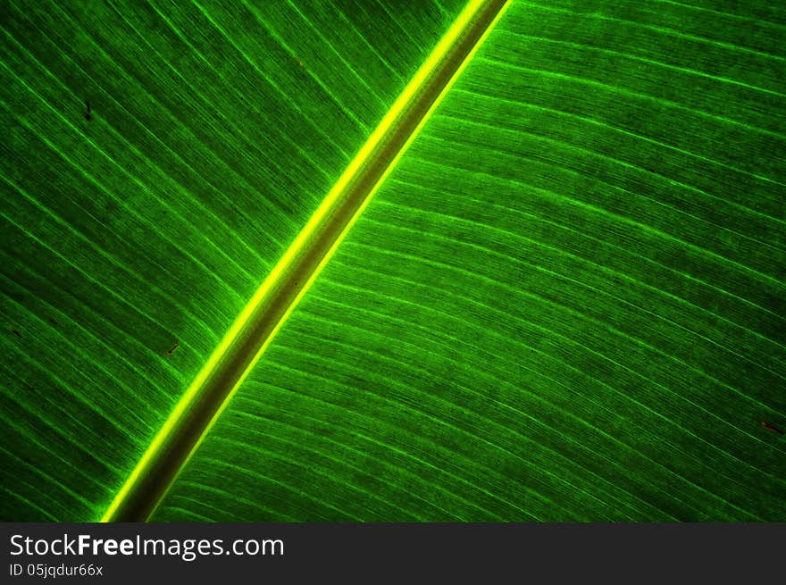 Background style from Banana leaves in the nature.