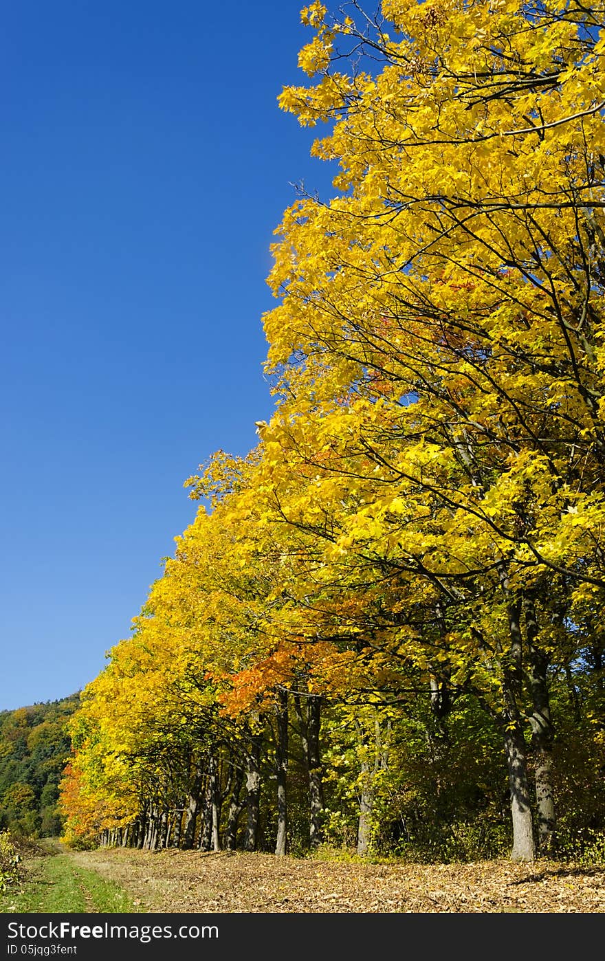 Autumn trees with yellow leaves, row of aspen trees in fall season.