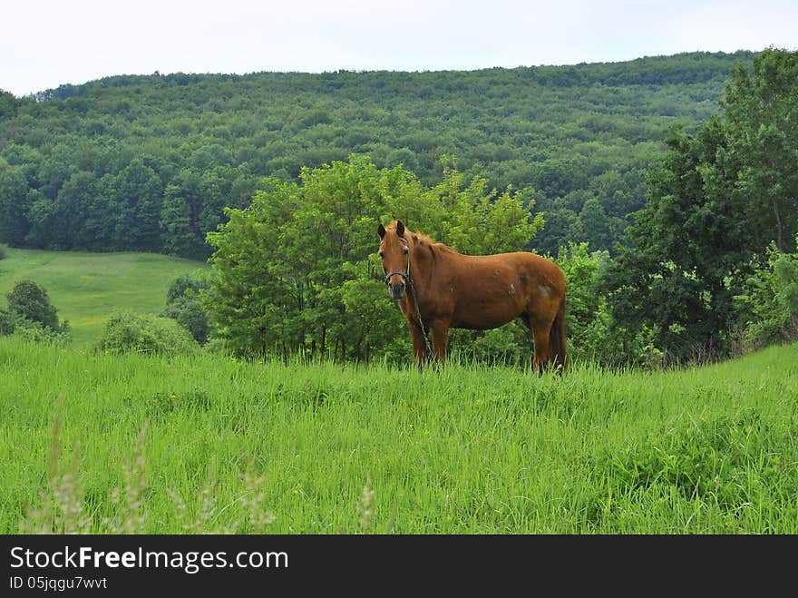 brown sad a horse on a leash in the field