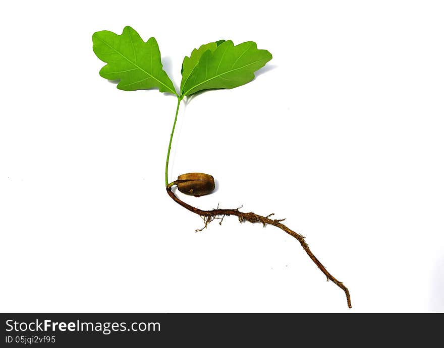 Sprout of oak with acorns on a white background. Sprout of oak with acorns on a white background