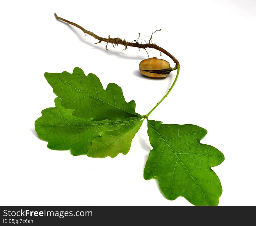 Germ of a young oak on a white background