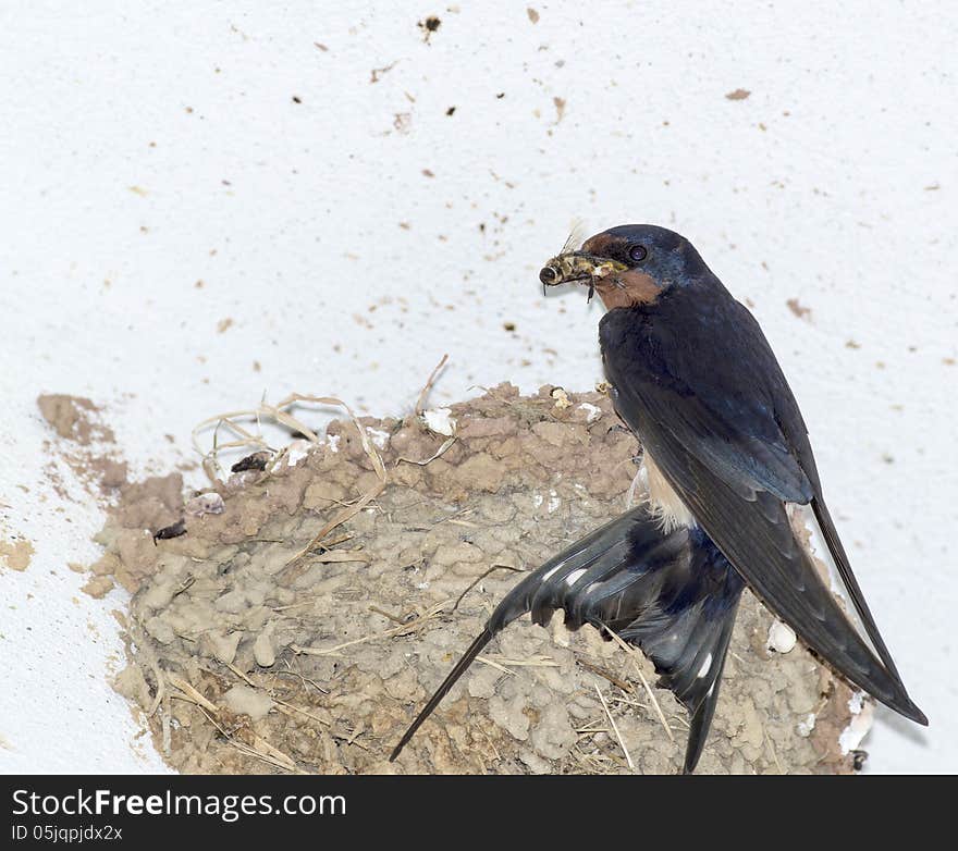 Swallow