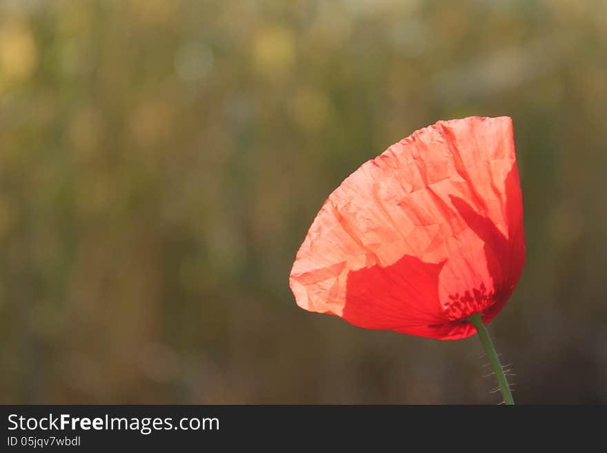 Beautiful single poppy in the field