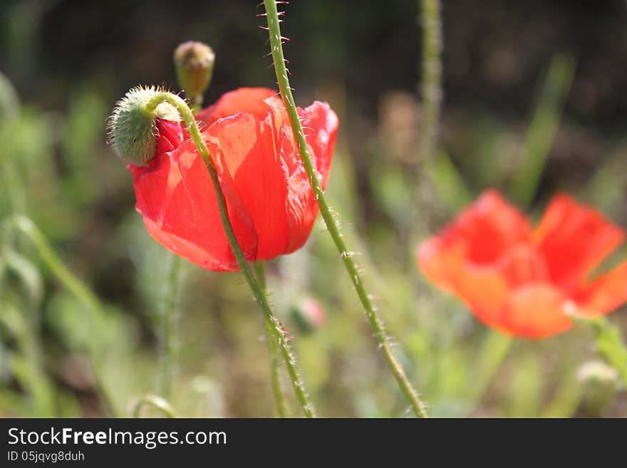 Close up of the beautiful poppy flowers on the green field in the sunlight.