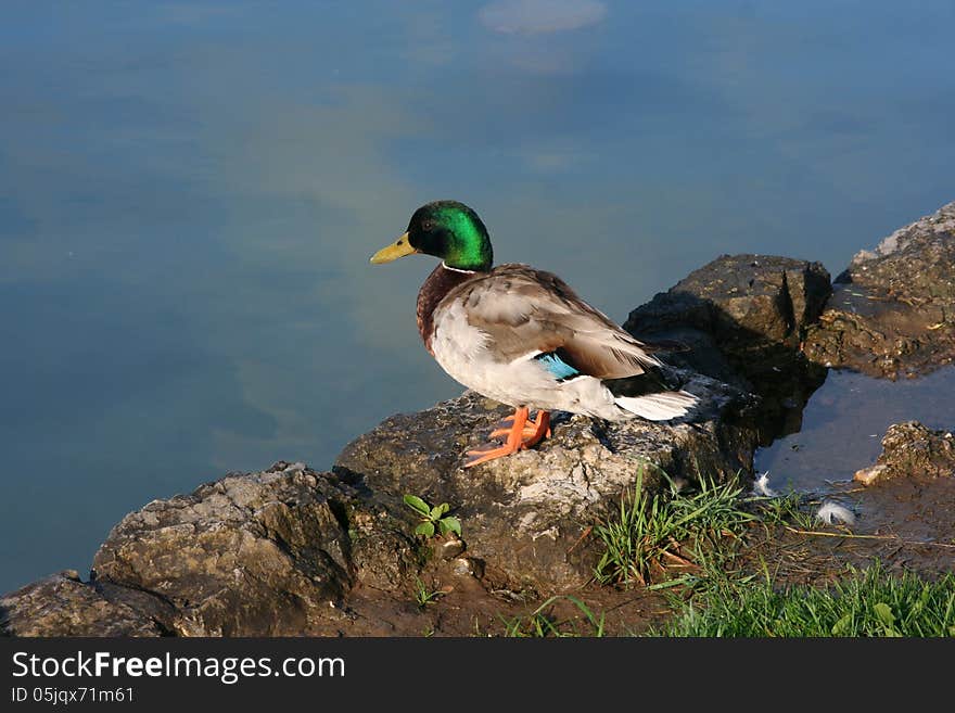 Wild duck on Bled lake, Slovenia