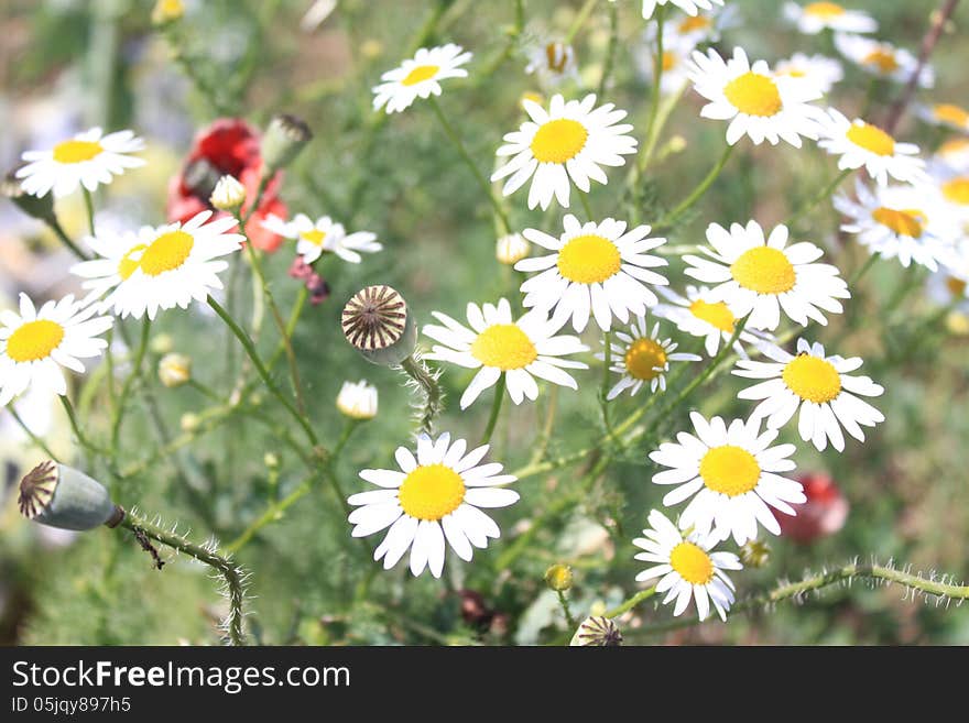 Detail of poppy bulb and chamomile flowers