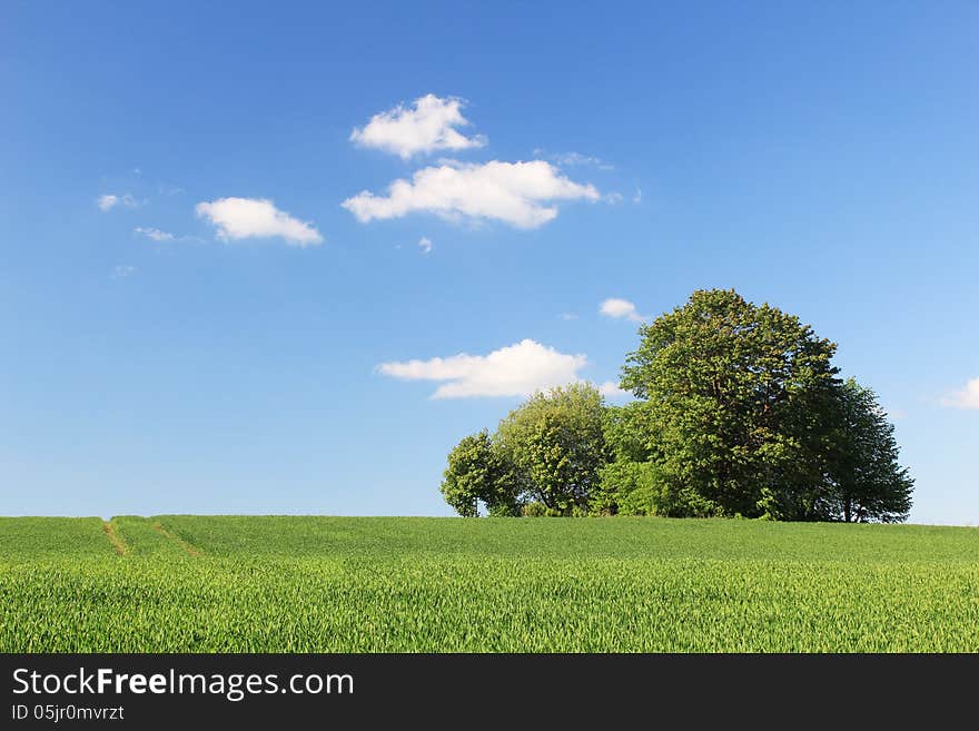 Green Meadow On A Clear Day