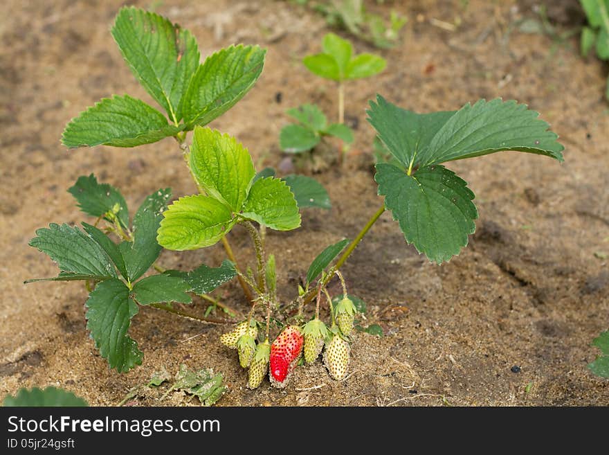 Unripe strawberry grows on plantation