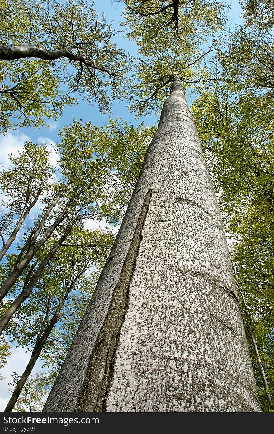 Treetops