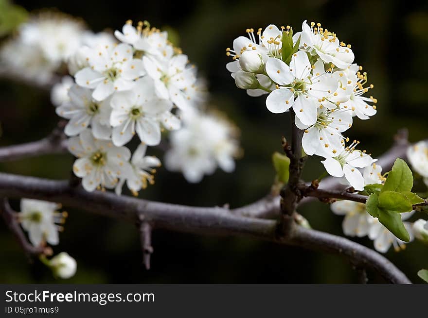 A Spring flowering branches on a tree. A Spring flowering branches on a tree