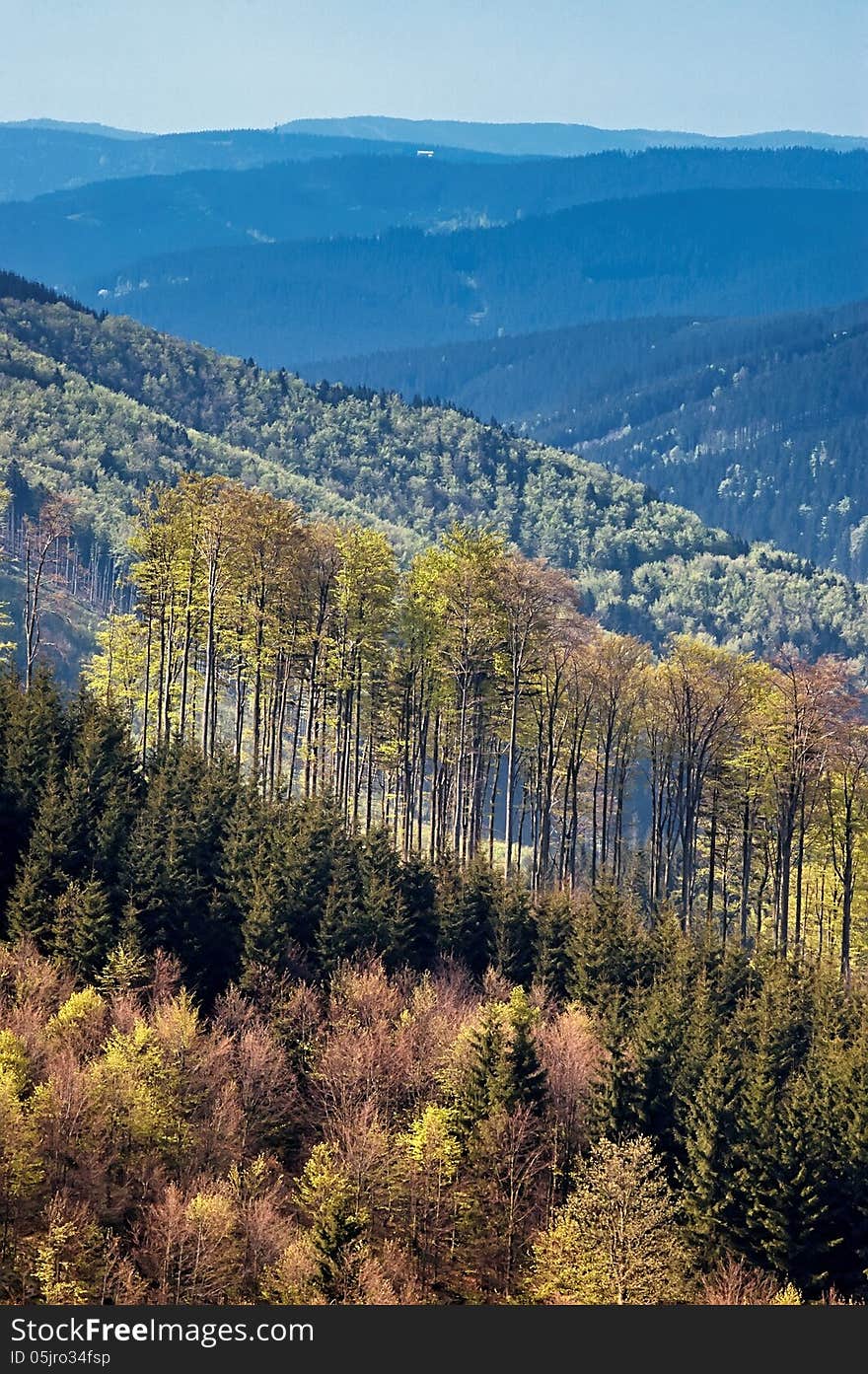 A Spring treetops