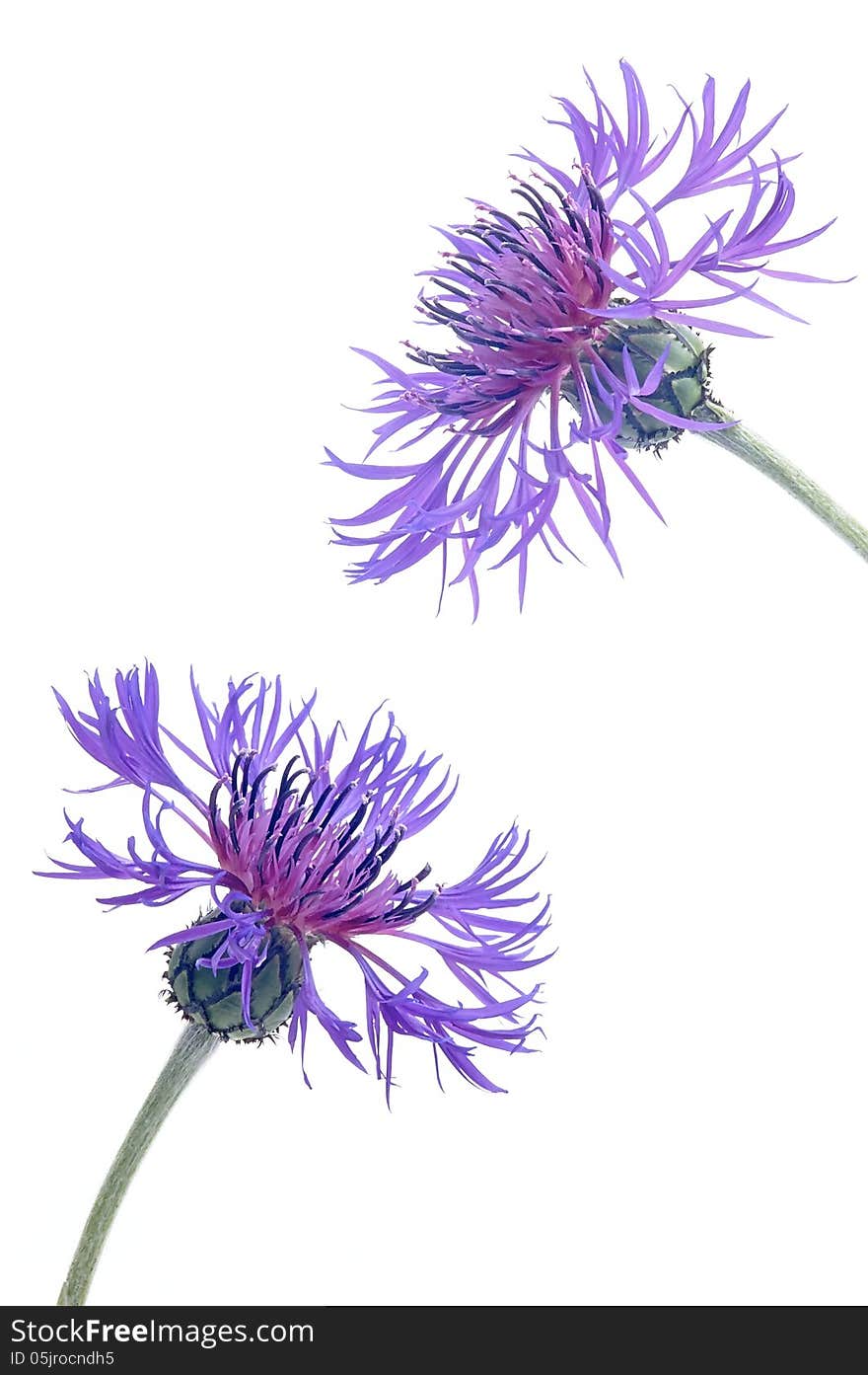 Two flowers blooming cornflower on white background