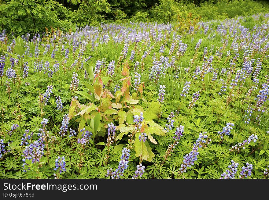 Field of bluebonnets