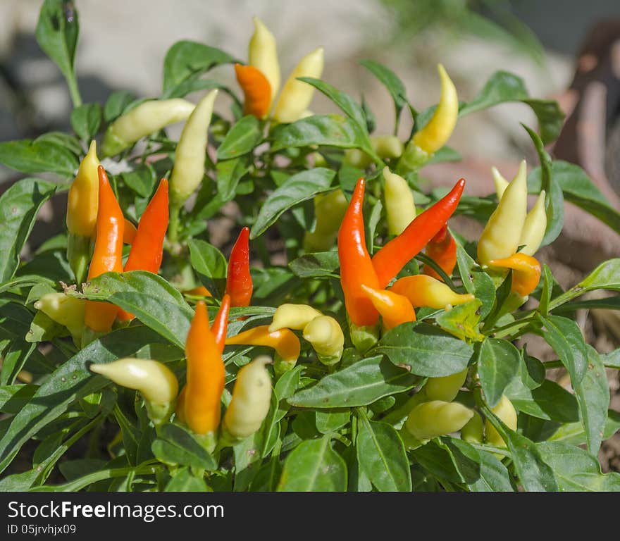 Red and Green Chilli in Backyard