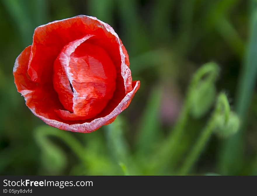 Field poppies. See my other works in portfolio. Field poppies. See my other works in portfolio.