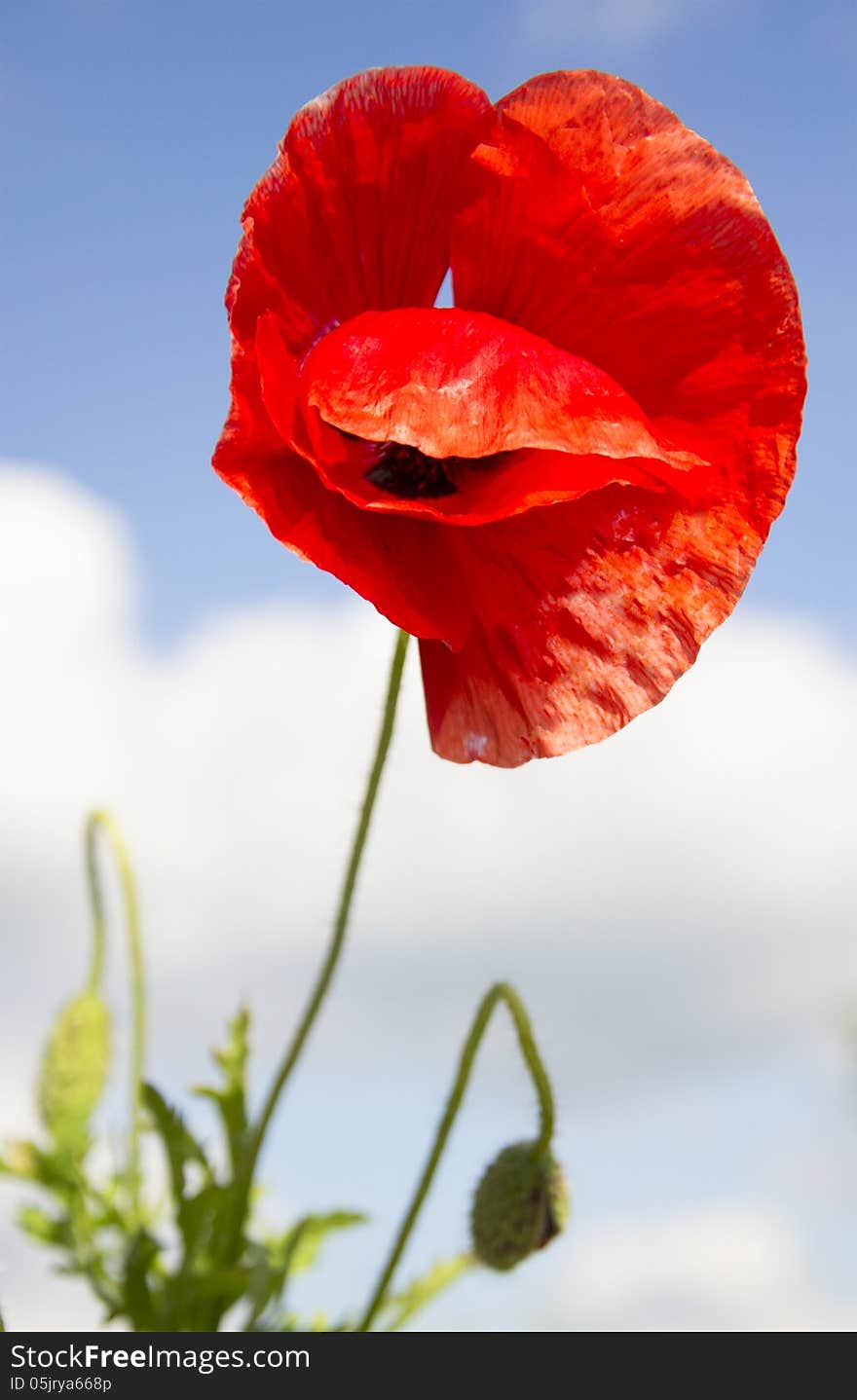 Poppy over sky