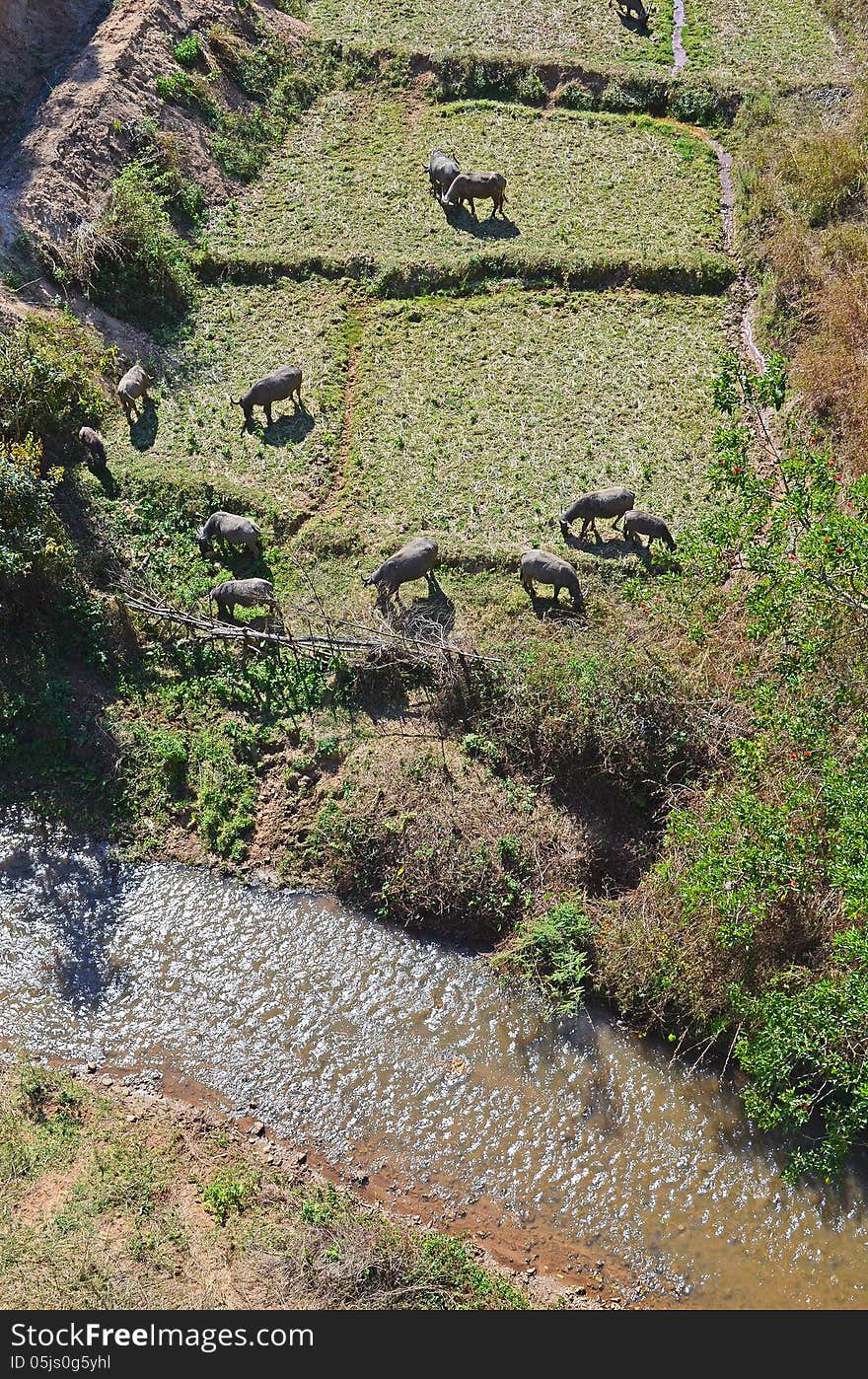 The buffalos graze on field beside the canal .