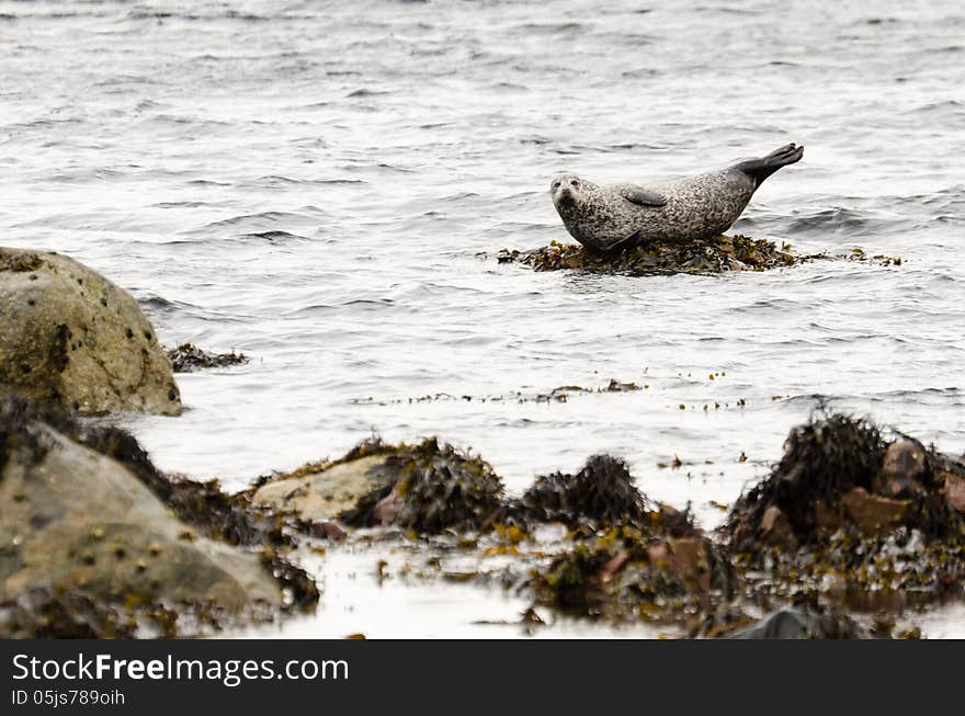 Harbour seal on rock