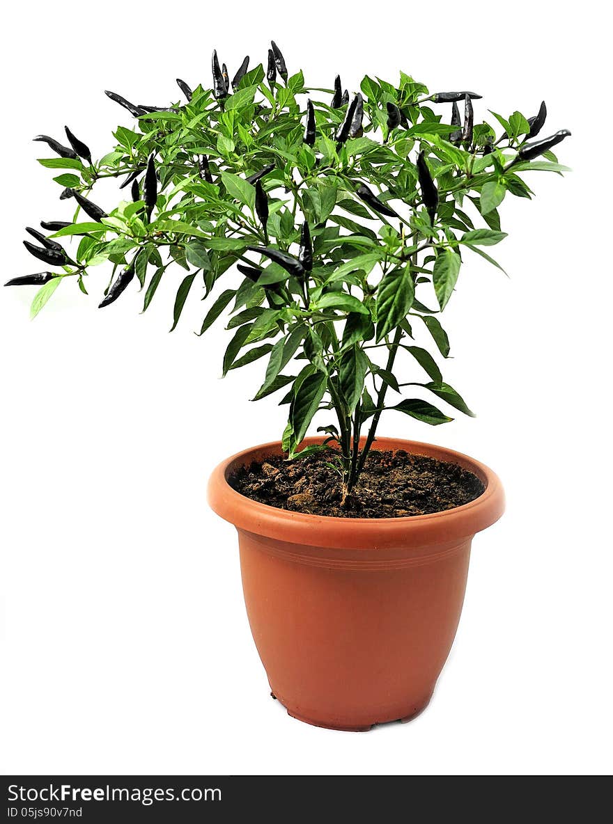 Pain ornamental pepper grown in pots on a white background. Pain ornamental pepper grown in pots on a white background