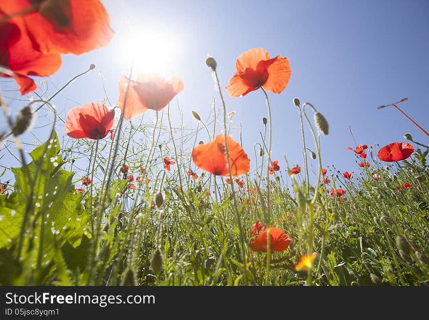 Red flowers