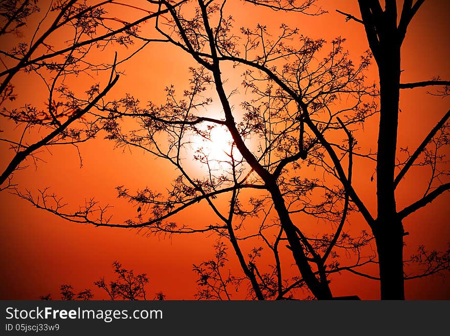 Tree on sunset background with the silhouette of the branches.