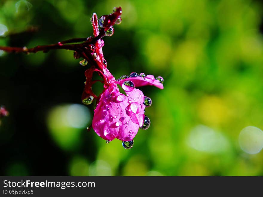 Close up of a pink flower with rain drops. Close up of a pink flower with rain drops