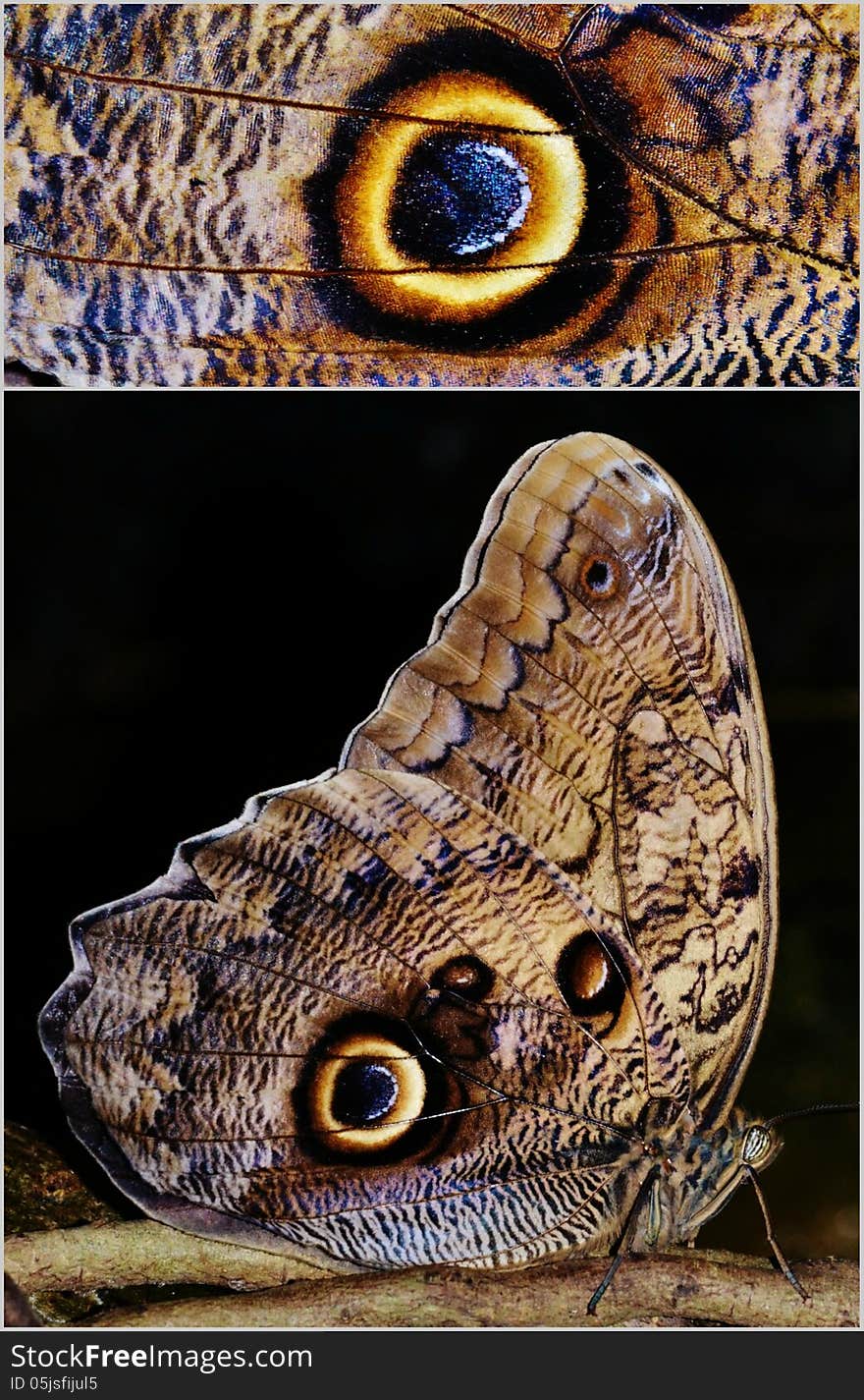 Owl Butterfly