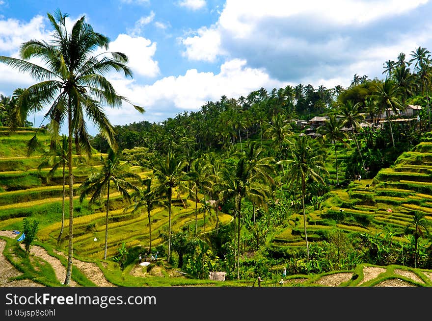 Rice terraces in Bali island, Indonesia. Famous tourist place.