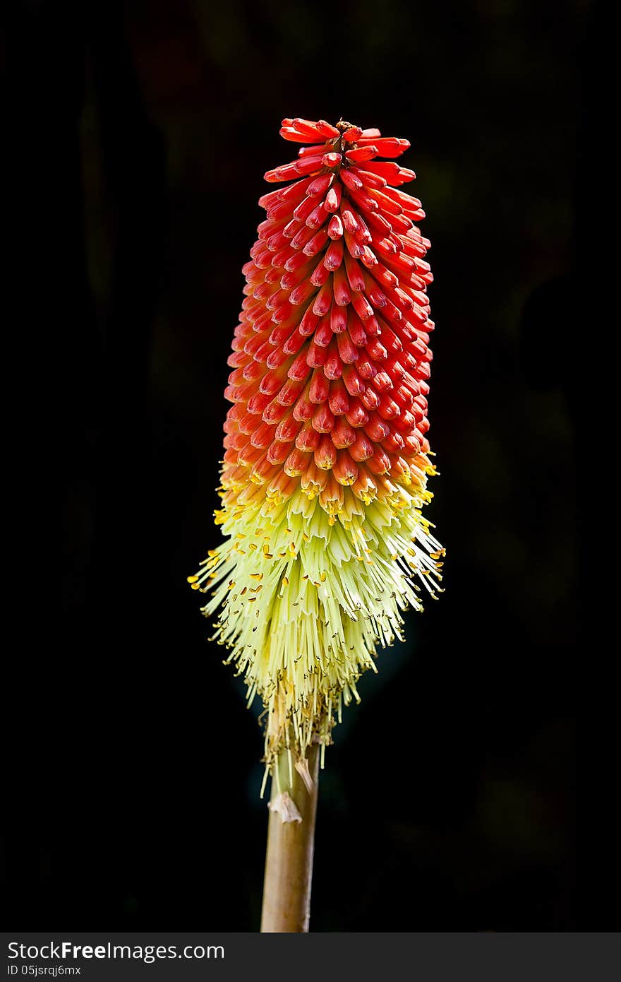 Red Hot Poker