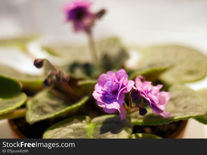 Blooming African violet in brown spot