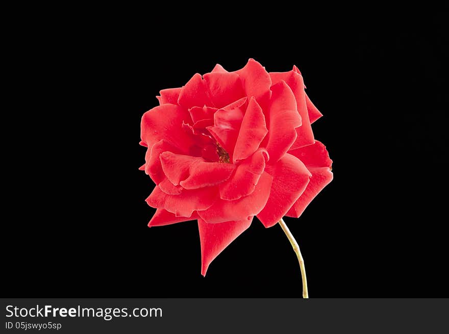 Red rose isolated on a black background