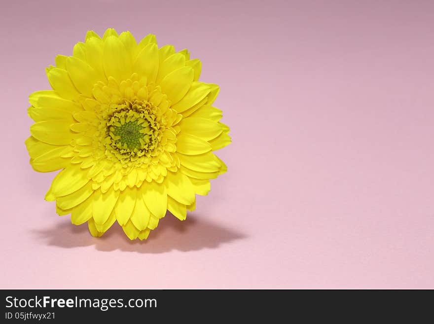 A yellow gerbera isolated on a pink background