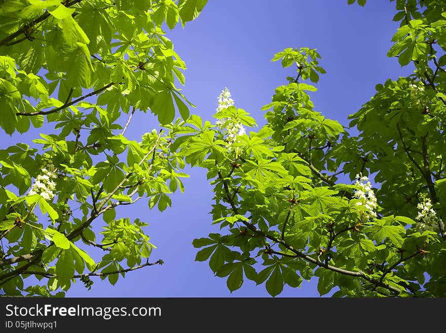 Blooming trees in Spring-time Sweden. Shot with a clear blue sky as backdrop. Blooming trees in Spring-time Sweden. Shot with a clear blue sky as backdrop.