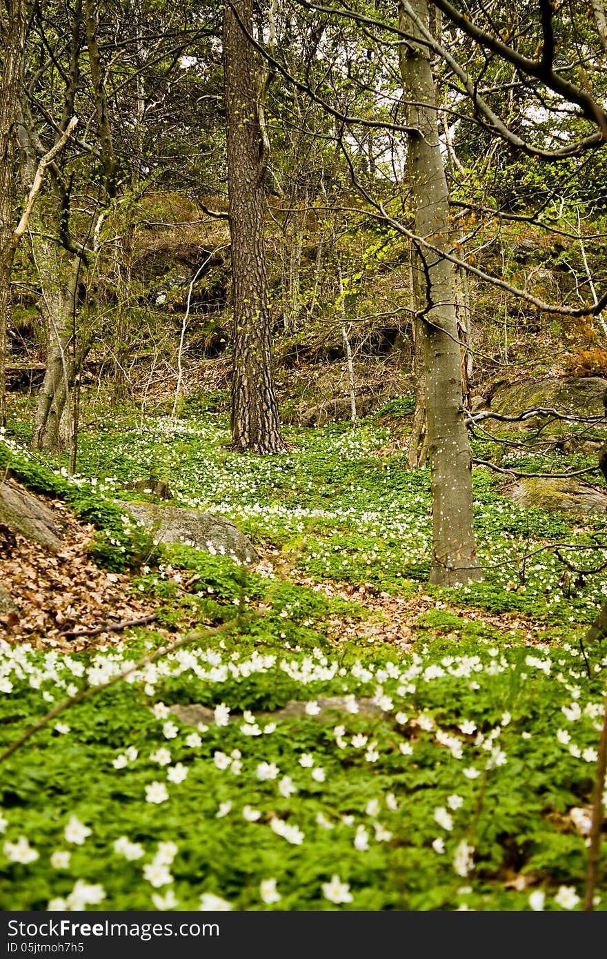 Birch trees white wood anemone, Sweden