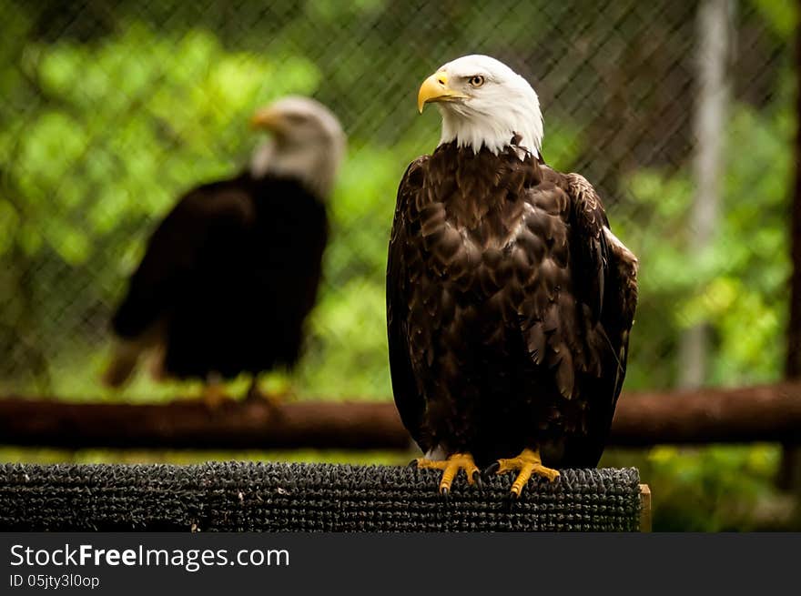 Bald head eagle