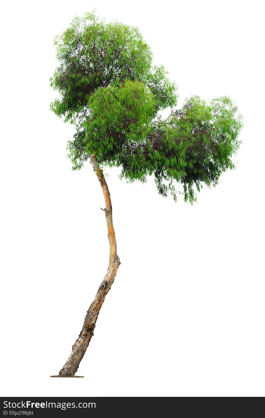 Tree on white background