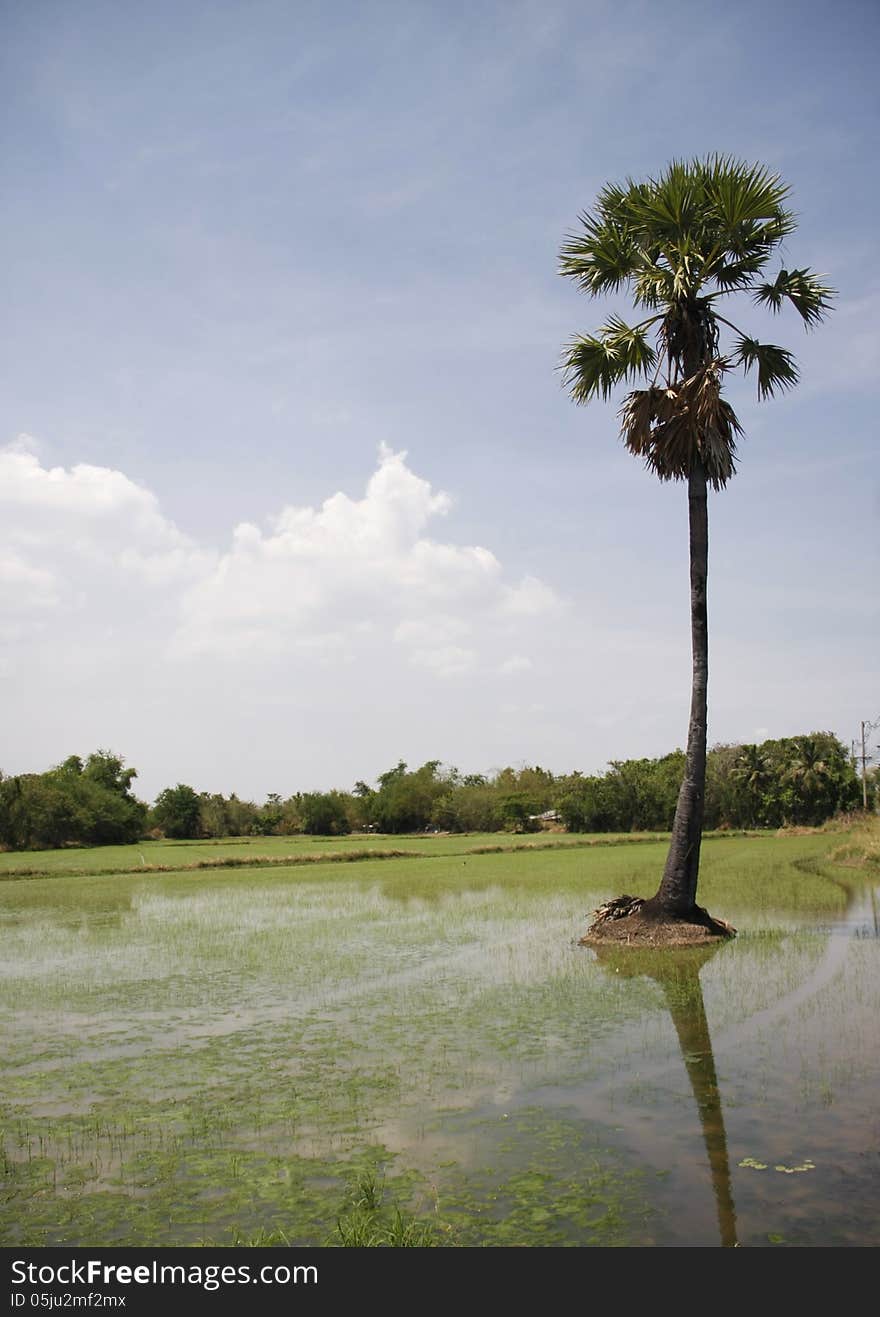 Rice seedlings with toddy palm