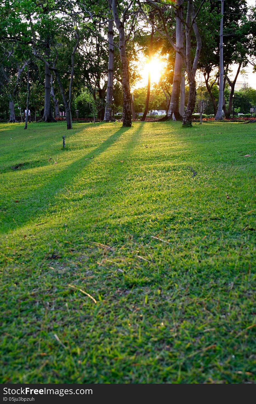 Sunset on park with green grass and tree shadow