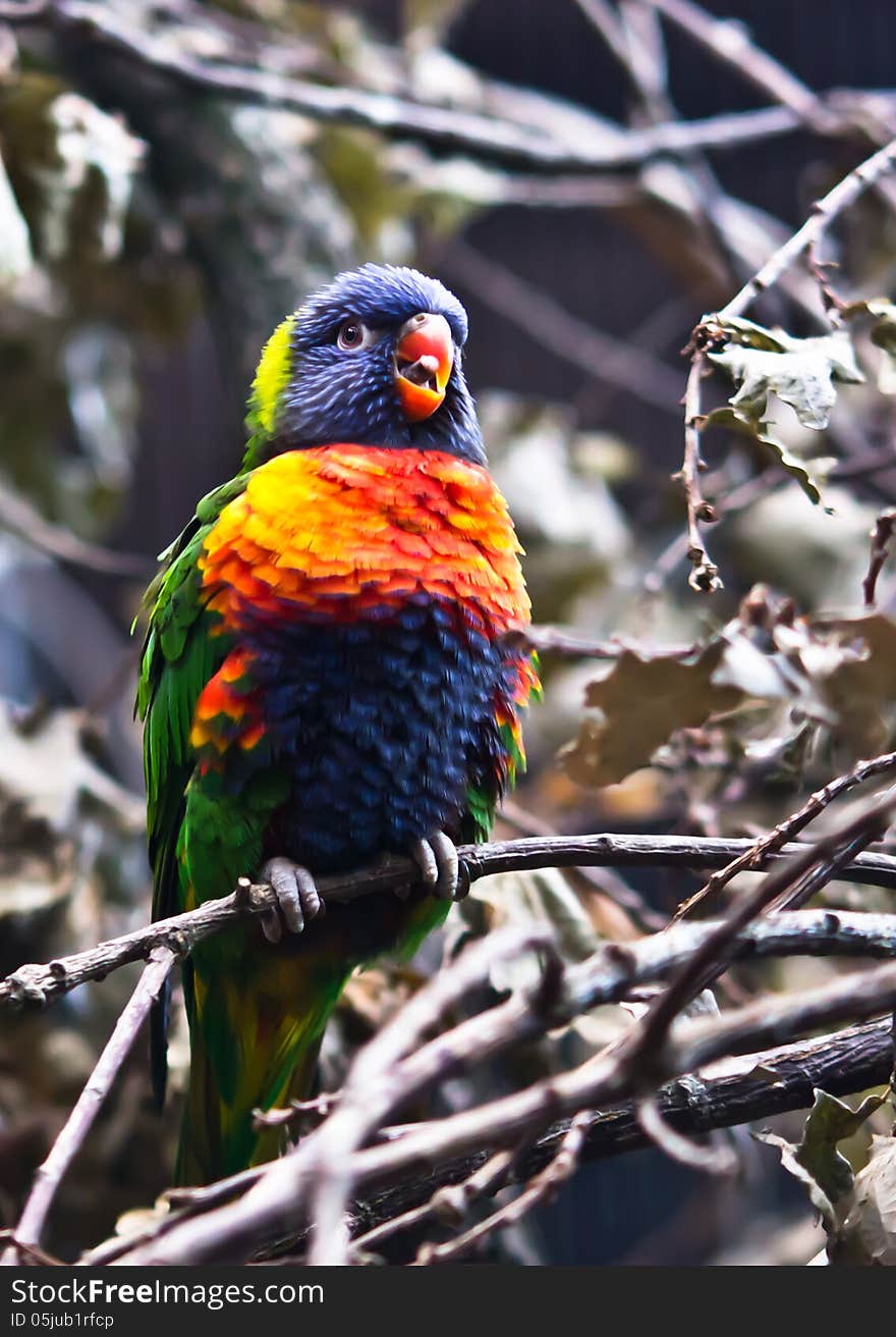 Colorful bird