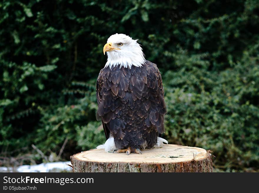 The falcon sitting on a stub