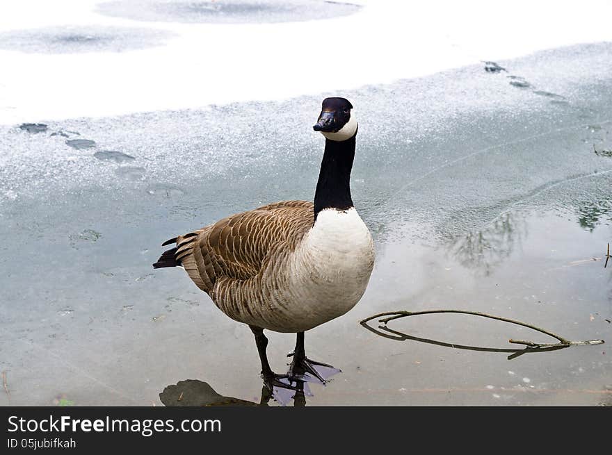 A seriously looking goose on ice. A seriously looking goose on ice