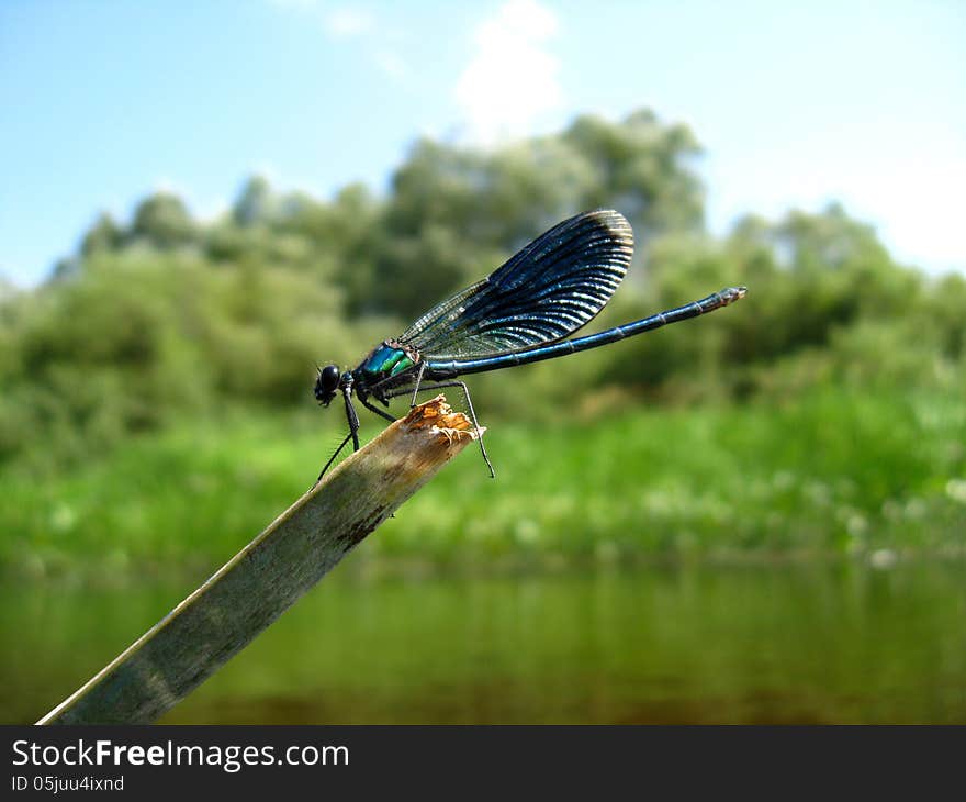 Blue dragonfly sitting on a stick above water. Blue dragonfly sitting on a stick above water