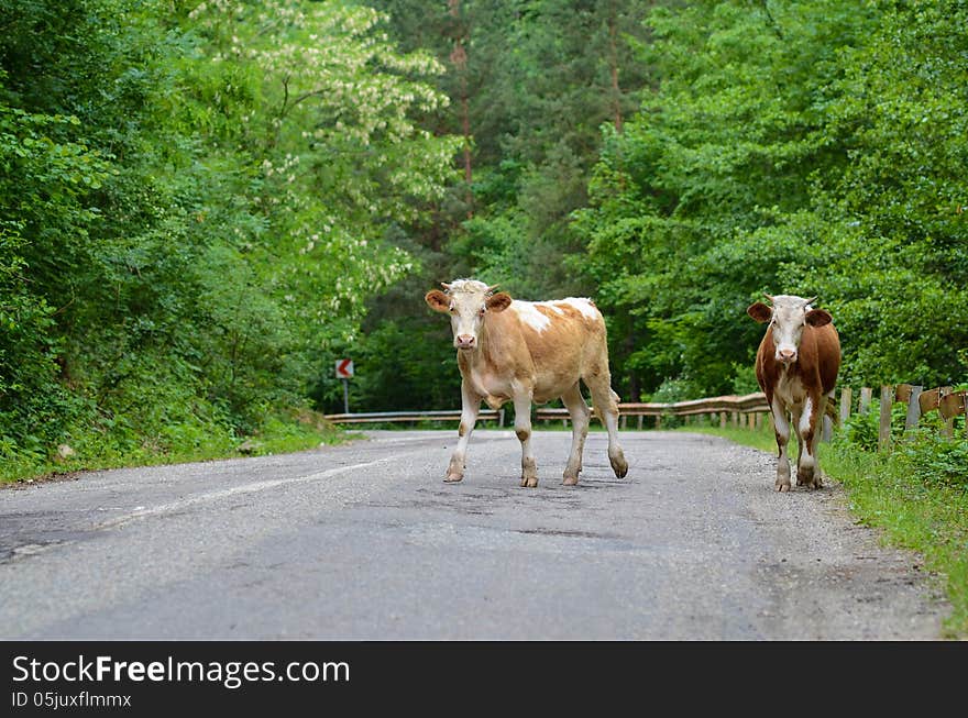 Cows on the road