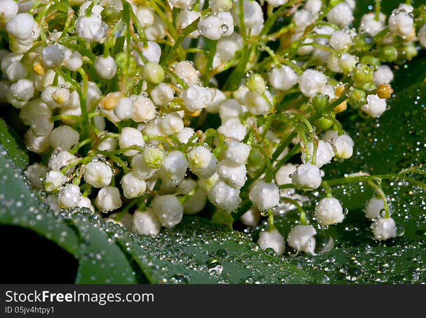 Close up of a Lily of the Valley under the early sun. Group of flowers. Close up of a Lily of the Valley under the early sun. Group of flowers