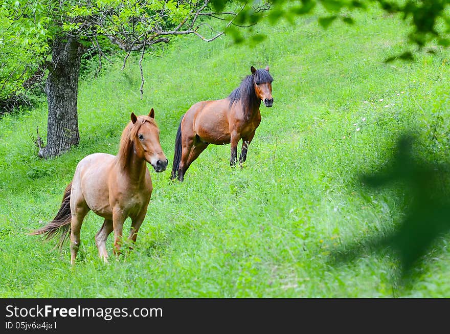 Horses on a summer lawn in mountains. Horses on a summer lawn in mountains