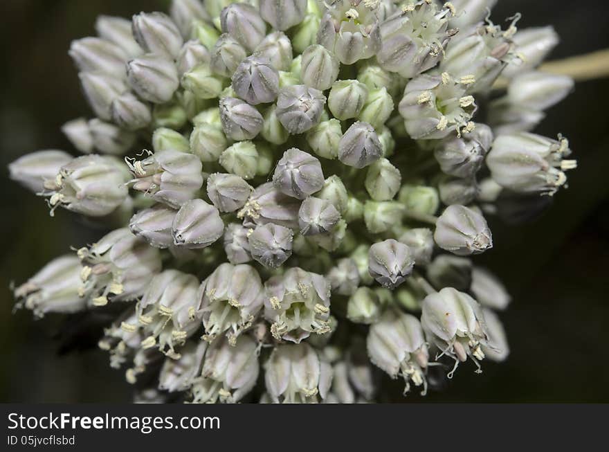 Onion blossom