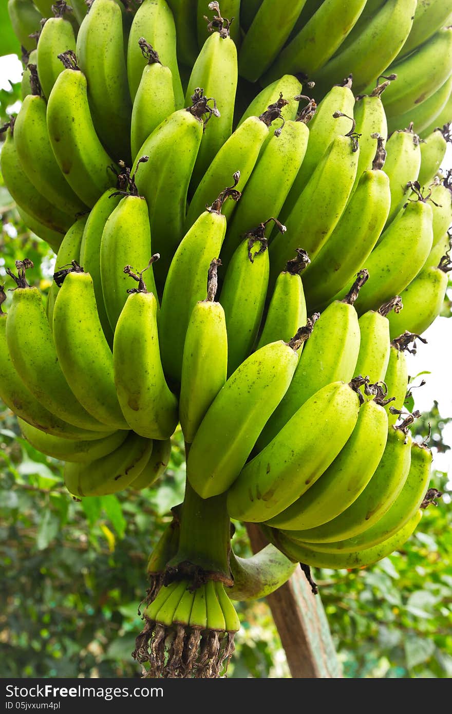 Green banana hanging on a branch of a banana tree. Green banana hanging on a branch of a banana tree