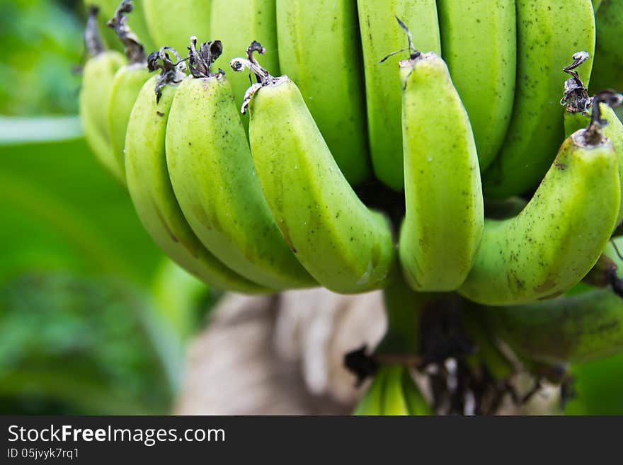 Close-up shot of green bananas in a tree